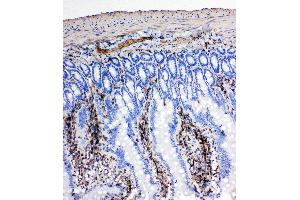 Anti-NRG1 antibody, IHC(P) IHC(P): Rat Intestine Tissue (Neuregulin 1 抗体  (C-Term))