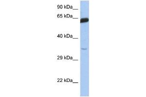 WB Suggested Anti-TCF7 Antibody Titration:  0. (TCF7 抗体  (Middle Region))