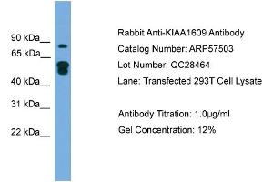 WB Suggested Anti-KIAA1609  Antibody Titration: 0. (KIAA1609 抗体  (N-Term))