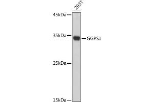 Western blot analysis of extracts of 293T cells, using GGPS1 antibody (ABIN7267376) at 1:1000 dilution. (GGPS1 抗体  (AA 1-300))