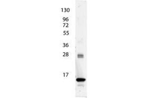Image no. 1 for anti-Interleukin 3 (IL-3) antibody (ABIN1102488) (IL-3 抗体)