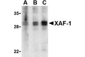 Western blot analysis of XAF-1 in human spleen lysate with AP30989PU-N (IN) at 1 (lane A), 2 (lane B), and 4 (lane C) μg/ml, respectively. (XAF1 抗体  (Middle Region))