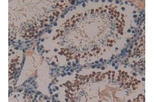 Detection of PYY in Mouse Testis Tissue using Polyclonal Antibody to Peptide YY (PYY) (Peptide YY 抗体  (AA 30-98))