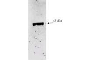 Image no. 2 for anti-Sialidase 2 (Cytosolic Sialidase) (NEU2) (AA 110-124) antibody (ABIN303817) (NEU2 抗体  (AA 110-124))