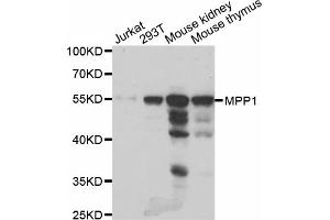 Western blot analysis of extracts of various cell lines, using MPP1 antibody (ABIN5973720) at 1/1000 dilution. (MPP1 抗体)