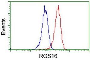 Image no. 2 for anti-Regulator of G-Protein Signaling 16 (RGS16) antibody (ABIN1500688) (RGS16 抗体)