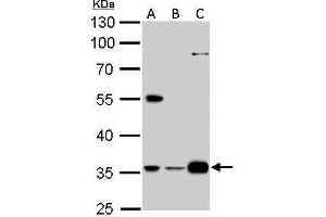WB Image GAS2L1 antibody detects GAS2L1 protein by Western blot analysis.