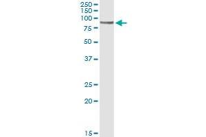 Immunoprecipitation (IP) image for anti-CD19 Molecule (CD19) (AA 98-187) antibody (ABIN560233)