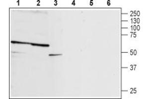 Western blot analysis of rat brain membrane (lanes 1 and 4), mouse brain membrane (lanes 2 and 5) and rat pheochromocytoma PC12 cells (lanes 3 and 6):1-3.