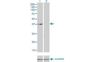 Western Blotting (WB) image for anti-Dual Specificity Phosphatase 6 (DUSP6) (AA 1-381) antibody (ABIN560670)