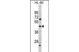 Western blot analysis of PTAR1 Antibody (Center) (ABIN652563 and ABIN2842379) in HL-60 cell line lysates (35 μg/lane). (PTAR1 抗体  (AA 60-89))