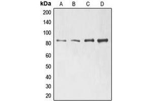 Western blot analysis of ELMO1 expression in Jurkat (A), H1299 (B), HeLa (C), HL60 (D) whole cell lysates.