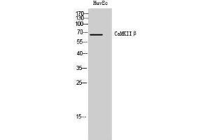 Western Blotting (WB) image for anti-Calcium/calmodulin-Dependent Protein Kinase II beta (CAMK2B) (Internal Region) antibody (ABIN3180521) (CAMK2B 抗体  (Internal Region))