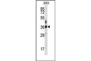 Western blot analysis of OR2T27 Antibody (C-term) in 293 cell line lysates (35ug/lane). (OR2T27 抗体  (C-Term))