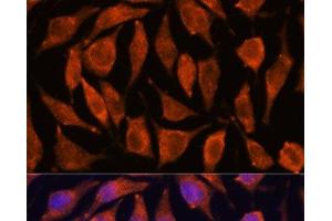 Immunofluorescence analysis of L929 cells using TNFAIP8L2 Polyclonal Antibody at dilution of 1:100.