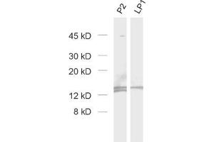 Western Blotting (WB) image for anti-Cornichon Homolog 3 (CNIH3) (AA 128-140), (Isoform 1) antibody (ABIN1742511) (CNIH3 抗体  (Isoform 1))