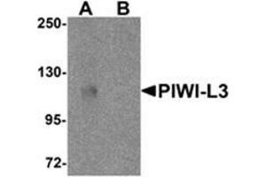 Western blot analysis of PIWI-L3 in 3T3 cell lysate with PIWI-L3 antibody at 1 μg/ml in (A) the absence and (B) the presence of blocking peptide. (PIWIL3 抗体  (N-Term))