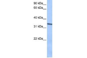 Septin 9 antibody used at 0. (Septin 9 抗体  (C-Term))