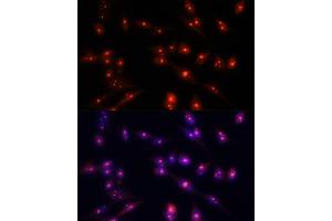Immunofluorescence analysis of NIH/3T3 cells using Fibrillarin/U3 RNP antibody (ABIN6130429, ABIN6140494, ABIN6140496 and ABIN6217509) at dilution of 1:100. (Fibrillarin 抗体  (AA 100-321))