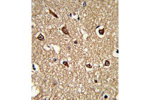 Formalin-fixed and paraffin-embedded human brain tissue reacted with HLA-DRB1 Antibody (N-term), which was peroxidase-conjugated to the secondary antibody, followed by DAB staining.