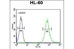 S35E2 Antibody (N-term) (ABIN654754 and ABIN2844438) flow cytometric analysis of HL-60 cells (right histogram) compared to a negative control cell (left histogram). (SLC35E2 抗体  (N-Term))