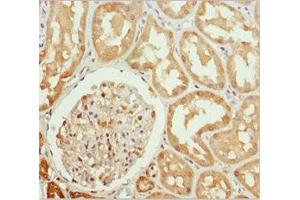 Immunohistochemistry of paraffin-embedded human kidney tissue using ABIN7161805 at dilution of 1:100 (PPP1R8 抗体  (AA 1-209))
