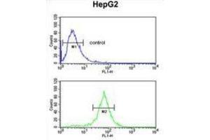 Flow Cytometry (FACS) image for anti-Ubiquitin Associated Protein 1 (UBAP1) antibody (ABIN3003932) (UBAP1 抗体)