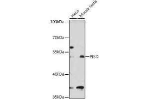 Western blot analysis of extracts of various cell lines, using PISD antibody (ABIN1682166, ABIN3019067, ABIN3019068 and ABIN6220697) at 1:3000 dilution. (PISD 抗体  (AA 1-375))