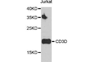 Western blot analysis of extracts of Jurkat cells, using CD3D antibody (ABIN5970580) at 1/500 dilution. (CD3D 抗体)