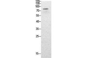 Western Blot (WB) analysis of HepG2 cells using Acetyl-PCAF (K428) Polyclonal Antibody. (KAT2B 抗体  (acLys428))