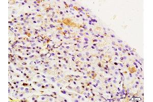 Formalin-fixed and paraffin embedded rat pancreas labeled with Rabbit Anti Integrin Alpha 3 + Beta 1 Polyclonal Antibody, Unconjugated  at 1:200 followed by conjugation to the secondary antibody and DAB staining (Integrin Alpha3, Beta1 (AA 976-1025) 抗体)