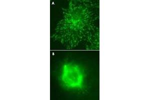 Immunofluorescent staining for (A) MAPRE3 over expressed COS-7 cells and (B) cell mitosis with MAPRE3 monoclonal antibody, clone KT36 . (MAPRE3 抗体)