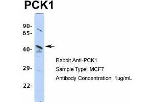 Host: Rabbit  Target Name: PCK1  Sample Tissue: MCF7  Antibody Dilution: 1.