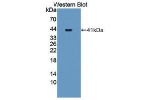 Western Blotting (WB) image for anti-CART Prepropeptide (CARTPT) (AA 28-129) antibody (ABIN1867029) (CARTPT 抗体  (AA 28-129))