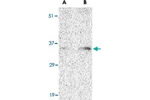 Western blot analysis of BAG1 in PC-3 cell lysate with BAG1 polyclonal antibody  at (A) 1 and (B) 2 ug/mL . (BAG1 抗体  (N-Term))