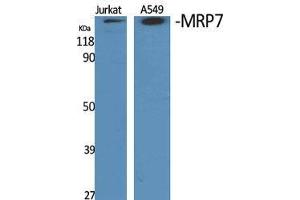 Western Blot (WB) analysis of specific cells using MRP7 Polyclonal Antibody. (ABCC10 抗体  (Internal Region))