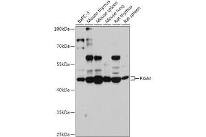 Western blot analysis of extracts of various cell lines, using PIGM antibody (ABIN7269294) at 1:1000 dilution. (PIGM 抗体  (AA 35-96))