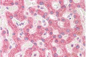 ABIN185519 (5µg/ml) staining of paraffin embedded Human Liver.