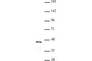 FOXL2 pAb tested by Western blot. (FOXL2 抗体  (N-Term))