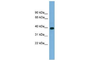 WB Suggested Anti-ANGPTL7 Antibody Titration:  0. (ANGPTL7 抗体  (Middle Region))