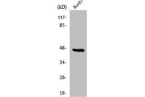 Western Blot analysis of 293 cells using β-1,4-Gal-T5 Polyclonal Antibody (B4GALT5 抗体  (C-Term))