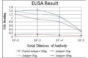Red: Control Antigen (100 ng), Purple: Antigen (10 ng), Green: Antigen (50 ng), Blue: Antigen (100 ng), (FGG 抗体)