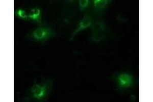 Anti-BECN1 mouse monoclonal antibody (ABIN2454374) immunofluorescent staining of COS7 cells transiently transfected by pCMV6-ENTRY BECN1 (RC201629). (Beclin 1 抗体)