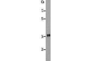 Western Blotting (WB) image for anti-Par-6 Partitioning Defective 6 Homolog alpha (PARD6A) antibody (ABIN2431759) (PARD6A 抗体)