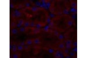 Immunofluorescence analysis of Rat kidney tissue using CAV1 Polyclonal Antibody at dilution of 1:200. (Caveolin-1 抗体)
