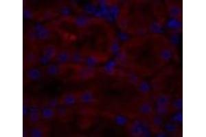 Immunofluorescence analysis of Rat kidney tissue using CAV1 Polyclonal Antibody at dilution of 1:200.