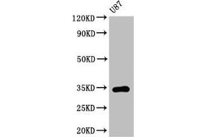 Western Blot Positive WB detected in: U87 whole cell lysate All lanes: TEF antibody at 3. (TEF 抗体  (AA 7-303))