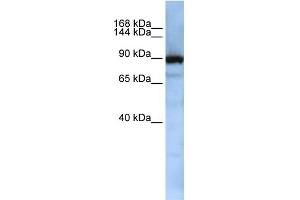 Western Blotting (WB) image for anti-Exportin, tRNA (Nuclear Export Receptor For TRNAs) (XPOT) (Middle Region) antibody (ABIN2779026)