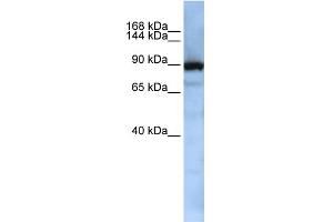 WB Suggested Anti-XPOT Antibody Titration:  0. (XPOT 抗体  (Middle Region))