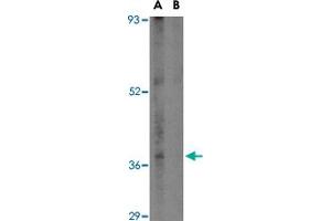 Western blot analysis of FAM175A in mouse small intestine tissue lysate in (A) the absence and (B) presence of blocking peptide with FAM175A polyclonal antibody  at 1 ug/mL . (CCDC98 抗体  (N-Term))